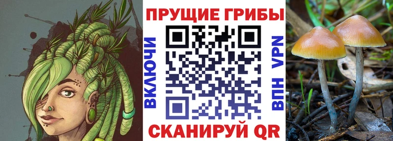 Галлюциногенные грибы Psilocybe Петров Вал